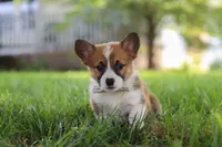Kobe, a male Pembroke Welsh Corgi for sale in Sugarcreek, OH – 3 of 7