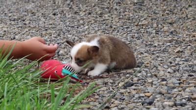 Myla, a female Pembroke Welsh Corgi for sale in Sugarcreek, OH – 10 of 10