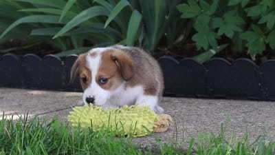 Holly, a female Pembroke Welsh Corgi for sale in Sugarcreek, OH – 10 of 10