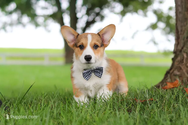 Clark – Pembroke Welsh Corgi puppy for sale in Sugarcreek, OH