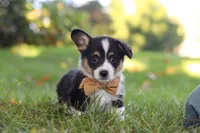 Weston, a male Pembroke Welsh Corgi for sale in Sugarcreek, OH – 2 of 6