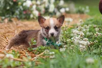 Blake, a male Pembroke Welsh Corgi for sale in Sugarcreek, OH – 2 of 10