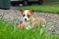 Finley, a male Pembroke Welsh Corgi for sale in Sugarcreek, OH – 6 of 10