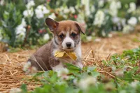 Bentley, a male Pembroke Welsh Corgi for sale in Sugarcreek, OH – 5 of 6