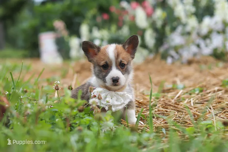 Garrett – Pembroke Welsh Corgi puppy for sale in Sugarcreek, OH