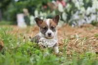 Garrett, a male Pembroke Welsh Corgi for sale in Sugarcreek, OH – 1 of 10