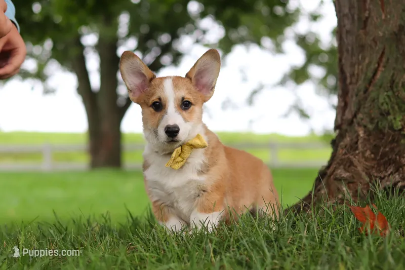 Garrett – Pembroke Welsh Corgi puppy for sale in Sugarcreek, OH