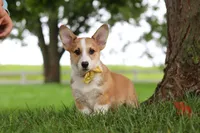 Garrett, a male Pembroke Welsh Corgi for sale in Sugarcreek, OH – 1 of 7
