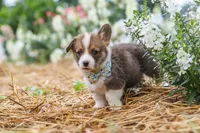 Luca, a male Pembroke Welsh Corgi for sale in Sugarcreek, OH – 3 of 10