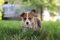 Benji, a male Pembroke Welsh Corgi for sale in Sugarcreek, OH – 5 of 6