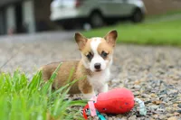 Bronco, a male Pembroke Welsh Corgi for sale in Sugarcreek, OH – 8 of 9