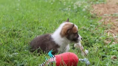 Garrett, a male Pembroke Welsh Corgi for sale in Sugarcreek, OH – 10 of 10