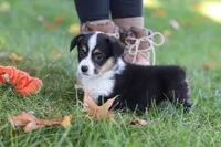 Josie, a female Pembroke Welsh Corgi for sale in Sugarcreek, OH – 3 of 10