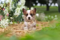 Myla, a female Pembroke Welsh Corgi for sale in Sugarcreek, OH – 7 of 10