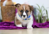 Parker, a male Pembroke Welsh Corgi for sale in Sugarcreek, OH – Photo 2 of 4