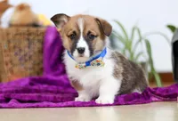 Parker, a male Pembroke Welsh Corgi for sale in Sugarcreek, OH – Photo 1 of 4