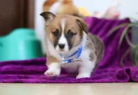 Parker, a male Pembroke Welsh Corgi for sale in Sugarcreek, OH – Photo 4 of 4