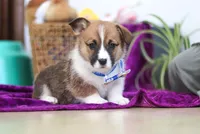 Parker, a male Pembroke Welsh Corgi for sale in Sugarcreek, OH – Photo 3 of 4