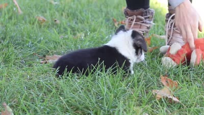 Chance, a male Pembroke Welsh Corgi for sale in Sugarcreek, OH – 7 of 7