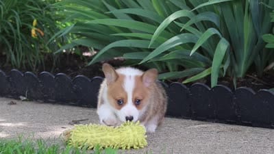 Milo, a male Pembroke Welsh Corgi for sale in Sugarcreek, OH – 10 of 10
