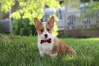 Milo, a male Pembroke Welsh Corgi for sale in Sugarcreek, OH – 4 of 7