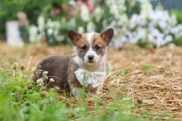 Garrett, a male Pembroke Welsh Corgi for sale in Sugarcreek, OH – 6 of 10