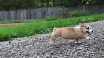 Jules, a female Pembroke Welsh Corgi for sale in Sugarcreek, OH – 10 of 10