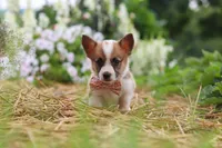 Pepper, a female Pembroke Welsh Corgi for sale in Sugarcreek, OH – 8 of 10