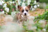 Bronco, a male Pembroke Welsh Corgi for sale in Sugarcreek, OH – 2 of 9