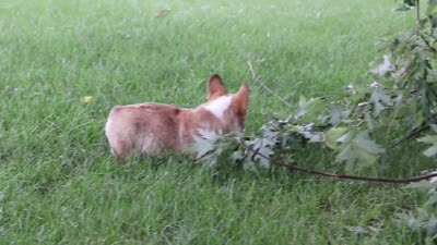 Luca, a male Pembroke Welsh Corgi for sale in Sugarcreek, OH – 6 of 6