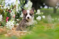 Jules, a female Pembroke Welsh Corgi for sale in Sugarcreek, OH – 6 of 10