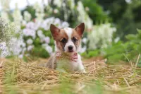 Pepper, a female Pembroke Welsh Corgi for sale in Sugarcreek, OH – 2 of 10
