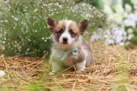 Buddy, a male Pembroke Welsh Corgi for sale in Sugarcreek, OH – 5 of 9