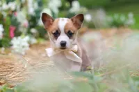 Bronco, a male Pembroke Welsh Corgi for sale in Sugarcreek, OH – 5 of 9