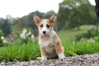 Jules, a female Pembroke Welsh Corgi for sale in Sugarcreek, OH – 2 of 10