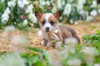 Bronco, a male Pembroke Welsh Corgi for sale in Sugarcreek, OH – 4 of 9