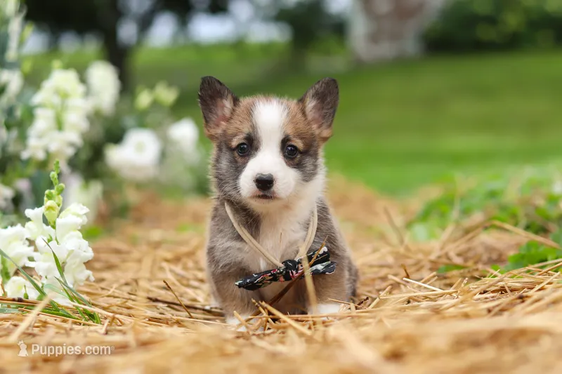 Jules – Pembroke Welsh Corgi puppy for sale in Sugarcreek, OH