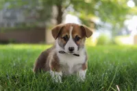 Chase, a male Pembroke Welsh Corgi for sale in Sugarcreek, OH – 4 of 8