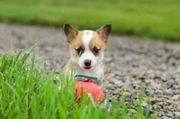 Bronco, a male Pembroke Welsh Corgi for sale in Sugarcreek, OH – 3 of 9
