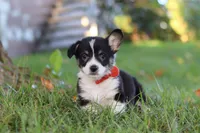 Chance, a male Pembroke Welsh Corgi for sale in Sugarcreek, OH – 2 of 7