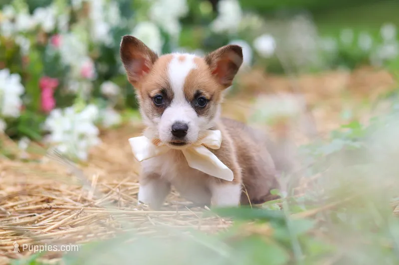 Bronco – Pembroke Welsh Corgi puppy for sale in Sugarcreek, OH