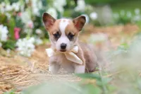 Bronco, a male Pembroke Welsh Corgi for sale in Sugarcreek, OH – 1 of 9