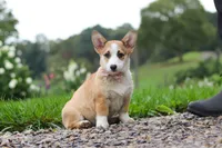 Jules, a female Pembroke Welsh Corgi for sale in Sugarcreek, OH – 4 of 10