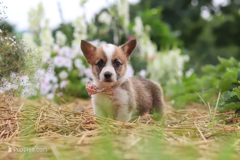 Pepper – Pembroke Welsh Corgi puppy for sale in Sugarcreek, OH