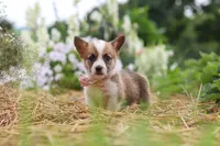 Pepper, a female Pembroke Welsh Corgi for sale in Sugarcreek, OH – 1 of 10