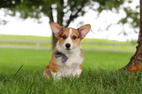 Clark, a male Pembroke Welsh Corgi for sale in Sugarcreek, OH – 7 of 8