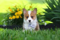 Milo, a male Pembroke Welsh Corgi for sale in Sugarcreek, OH – 2 of 10