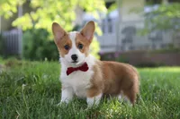 Milo, a male Pembroke Welsh Corgi for sale in Sugarcreek, OH – 5 of 7