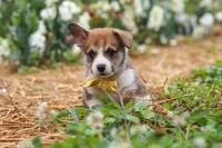 Bentley, a male Pembroke Welsh Corgi for sale in Sugarcreek, OH – 4 of 6
