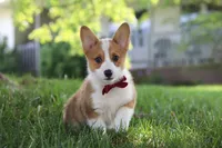 Milo, a male Pembroke Welsh Corgi for sale in Sugarcreek, OH – 1 of 7